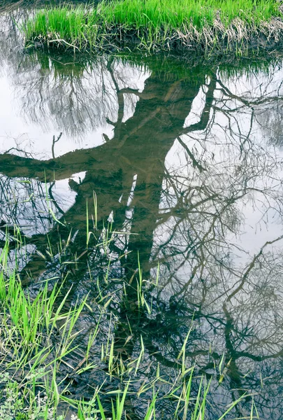 池塘边绿草丛生 水面上有树干倒映物 — 图库照片