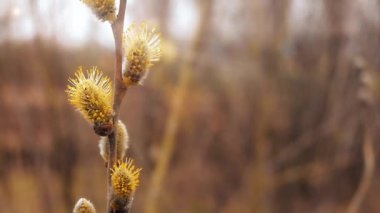 A pussy willow branch close-up in the breeze. Fluffy blossoms on a blurred background.