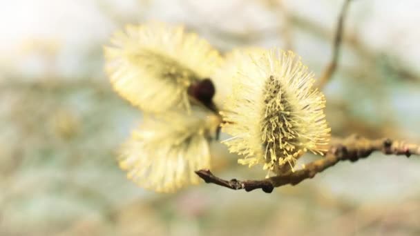 A pussy willow stem close-up in the breeze. Fluffy blossoms on a blurred background.