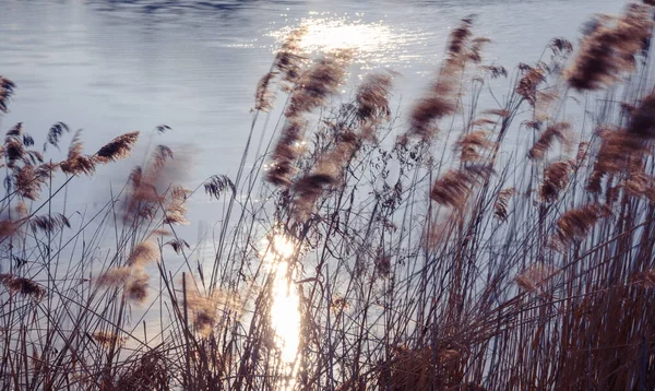 Las Cañas Balancean Junto Lago Con Fondo Agua Borroso Resplandor — Foto de Stock