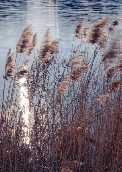 芦苇在水底模糊的湖畔摇曳 在波浪形表面反射的太阳光 — 图库照片