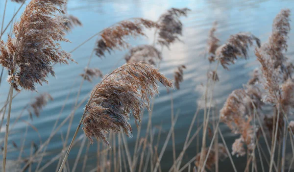 Les Roseaux Balancent Près Lac Avec Fond Eau Trouble Éblouissement — Photo