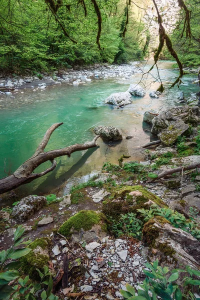 İlkbaharda kenarı kaya, taş ve çakıl taşlarıyla kaplı Khosta dağı. Rusya 'nın Adler ilçesi Sochi' deki Porsuk-Boxwood korusu parkındaki iri derenin temiz yeşil suları..
