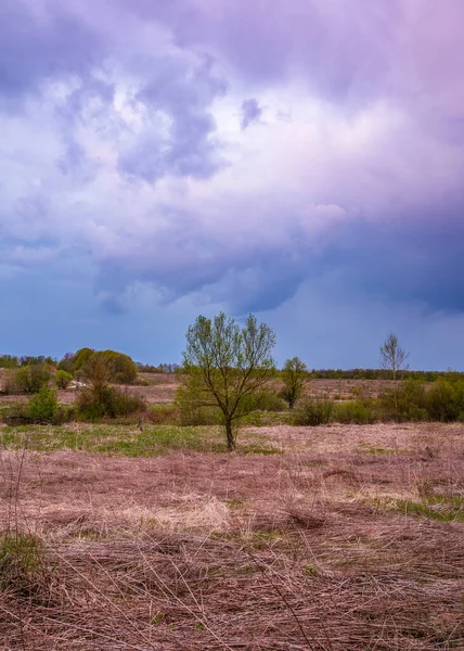 Gün batımında kırsal bir manzara ve önünde bir ağaç. Geçen yılın çimenleriyle ve gökyüzüyle kaplı bir tarla. Güneş ışınlarıyla aydınlanan koyu mor bulutlar..