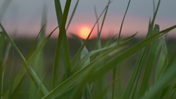 夕阳西下,绿叶在微风中摇曳.背景中的黄色阳光照亮了整个场景. — 图库视频影像