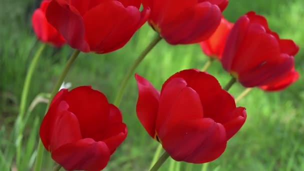 Крупним планом червоні тюльпани мерехтять у вітрі. Яскраві пелюстки бутонів, зелені стебла і розмитий фон . — стокове відео