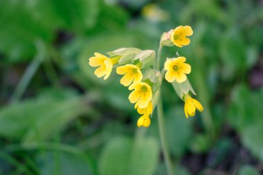 Çiçek açan inek yavrusu (Primula vera) sarı çiçekleri bulanık yeşil çimen arka planında. Bahar çiçekleri kırsal alanlarda ve çayırlarda yetişir..