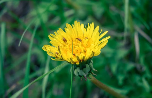 Böceklerle Karahindiba Çiçeğinin Yakın Plan Görüntüsü Yeşil Çimenlerin Bulanık Arka — Stok fotoğraf