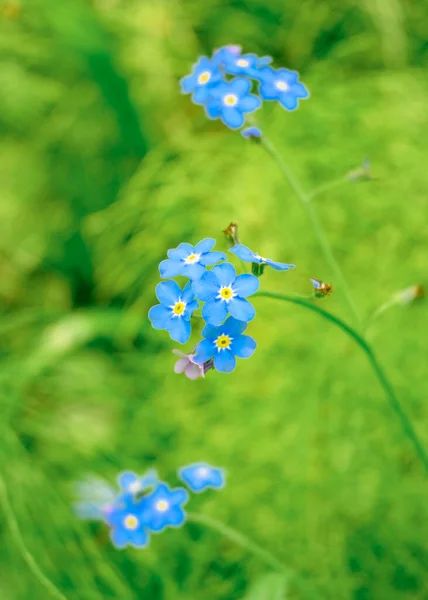 Close-up of the wood forget-me-not (Myosotis sylvatica) blue blossoms native to Europe. Widely cultivated throughout the temperate world, it is particularly associated with spring-flowering subjects.