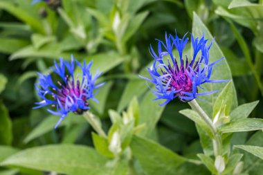 Doğal yeşil yapraklı dağ çiçeğinin (Centaurea Montana) yakın plan görüntüsü. Çayırlarda ve açık ormanlık alanlarda yetişir. Bahçecilik, çiçekçilik ve hobi için bitkiler..