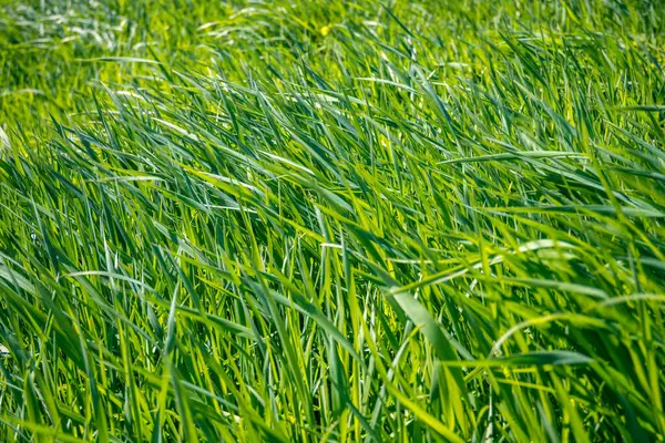 A close-up of fresh green lush grass glittering on the sun. Selective focus. Bright colors of spring nature and its beauty.