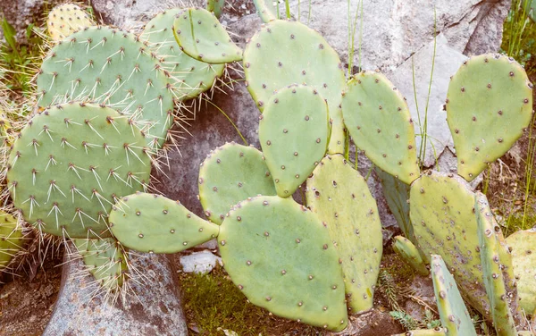 Prickly cactus Opuntia close-up with spiky green leaves against the stone background and grass. Selective focus. Desert plants, the vegetation of rocky areas and dry climate.