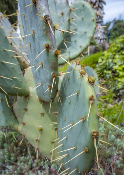 Dikenli kaktüs Opuntia, yemyeşil arka planda dikenli yeşil yapraklarla yakın plan. Seçici odaklanma. Çöl bitkileri, kayalık alanlar ve kuru iklim..