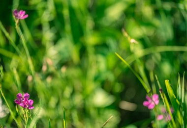 Bulanık yemyeşil çimenler ve köşelerinde kırmızı çiçekler olan soyut çiçek arkaplanı. Merkezi kopya alanı olan tebrik kartları ya da tasarımlar, doğanın güzelliği, tarlaların ve otlakların yeşilliği.