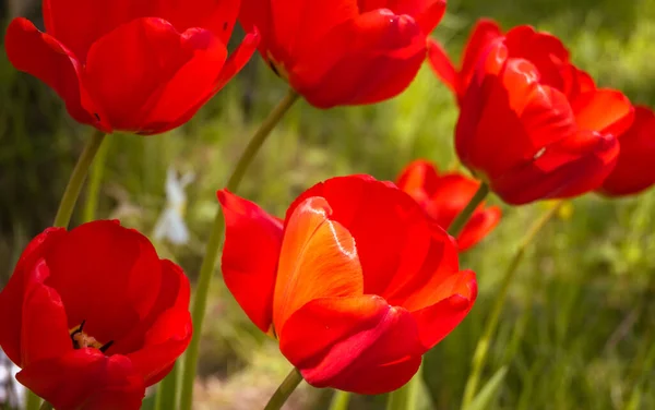 Röda Tulpaner Närbild Med Suddig Bakgrund Gröna Stjälkar Gemensam Växtlighet — Stockfoto