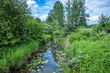 Kırsaldaki küçük bir nehrin yemyeşil bitkileri. Bankalar doğal olarak su bitkileri ve çalılarla kaplıdır. Manzara, yürüyüş ve dinlenme yerleri..