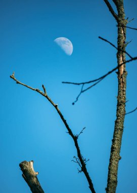 Açık mavi gökyüzüne karşı doğal yarım ayın manzarası. Önünde yapraksız ağaç dalları olan kırsal alan. Seyahat, yürüyüş, manzara, astrolojik fenomen, uzay gözlemi.