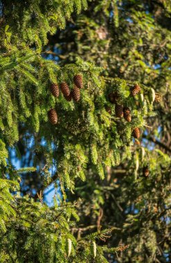 Kahverengi, genç kozalaklı ve yeşil iğneli parlak yeşil ladin. Noel ve Yeni Yıl 'ın sembolü. Gelenekler, tatiller, kutlamalar, kozalaklı bitkiler, doğada güzellik.