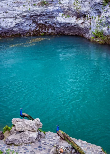 Hluboké Modré Jezero Abcházii Dvěma Pávy Slavný Památník Krasový Původ — Stock fotografie