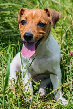 Şirin Jack Russell teriyer köpeği dışarıda yeşil çimlerin arasında oturuyor. Derin nefes alıyor, dili ağzından çıkıyor. Hayvanlar, hayvanlar, köpekler, safkan, dost canlısı, üreyen.