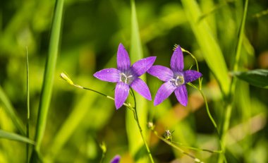 Campanula Patula 'nın mor çiçekleri ya da kırsal bir alanda yeşil çimlere çan çiçekleri yaymak. Sığ odak, bulanık arka plan. Avrupa için ortak bitki de başka bir yerde toplandı.