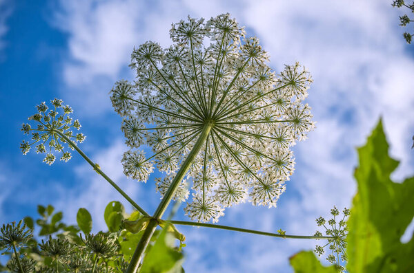 White umbrella-like inflorescence of one of the many species of the giant Heracleum or Hogweed. Contains intensely toxic allergen, dangerous for humans. Common Asian and European weeds, meadow plants.