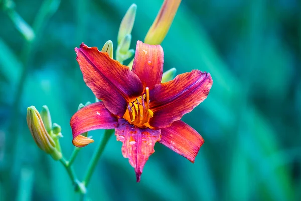 Lilly çiçeğinin sayısız türünden biri ya da Lillium, yakın plan. Yaprak ve yaprakların üzerinde küçük çiy damlaları var. Ön planda seçici odak, arka planda bulanık. Bahçecilik, çiçekçilik, hobi..