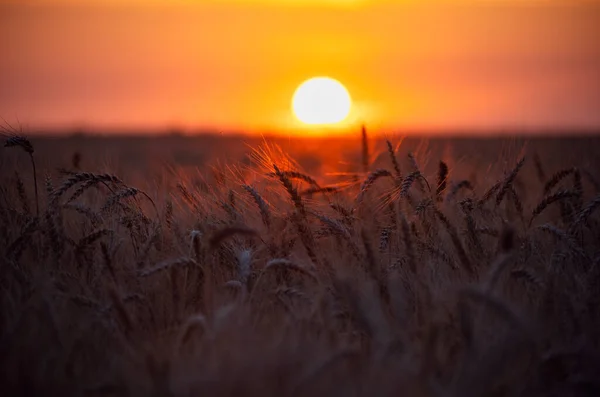 Solnedgångslandskap Ett Rågfält Landet Fokusera Spikelets Förgrunden Starkt Gyllene Ljus — Stockfoto