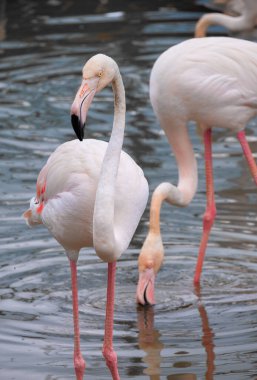 Suda duran pembe flamingo. Yakın plan. Seçici odaklanma. Kırmızı benekli beyaz tüyler, siyah uçlu bir gaga. Kuşbilim, doğadaki güzellik, vahşi hayvanlar, parklar, açık hava, tatil.