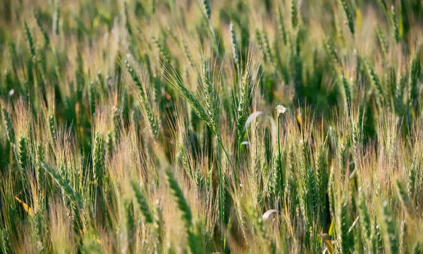 Vete Spikelets Riva Ett Jordbruksfält Landsbygden Dagtid Sommaren Grunt Fokus — Stockfoto