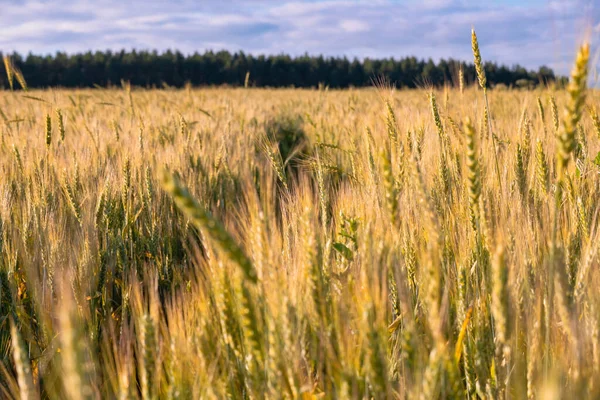 Kolce Żyta Polu Rolniczym Wsi Zachodzie Słońca Lecie Selektywne Skupienie — Zdjęcie stockowe