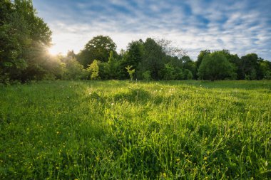 Gün batımında kırsal manzarada ağaçlardan yükselen güneş ışınları bulutlu gökyüzüne çarpıyor. Yeşillik denizi ve ağaçlar, karışık çiçek grupları. Manzara, seyahat, yürüyüş, açık hava.