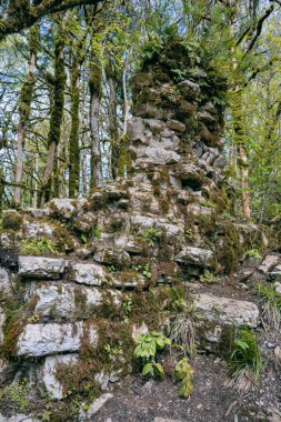 The remains of the ancient castle stone wall, covered with lush moss. The Yew and Boxwood Grove National Preserve Park in Russia, Sochi, Khosta microdistrict. Travel, trekking, hiking, outdoors.