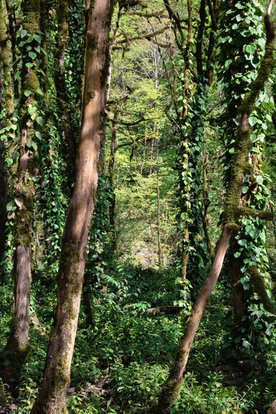 Tangled Half Barkless Tree Trunks Overgrown Dense Green Moss Lush — Fotografia de Stock