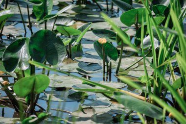 Sarı nilüfer çiçeği ya da serpinti, Nuphar Advena, sık yaprakların arasında. Bitki tomurcuğuna odaklan. Düzenli su bitkileri, seyahat, varış yerleri, seyahat, yürüyüş.