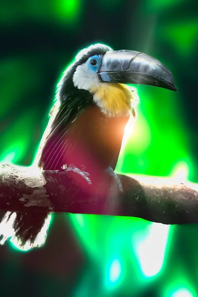 Der Farbenfrohe Tukan Sitzt Auf Einem Ast Regenwald Fokus Auf — Stockfoto