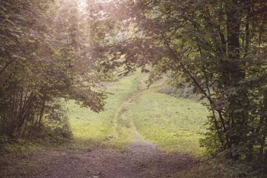 Ağaçların ve güneş ışınlarının yemyeşil yapraklarından oluşan kemerli açıklıktan geçen bir patika. Seçici sığ odak, yaz manzarası.