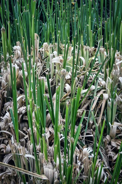 Ostrza Zielony Liść Pampas Trawiasty Krzew Zbliżenie Roślin Ozdobnych Przycięte — Zdjęcie stockowe