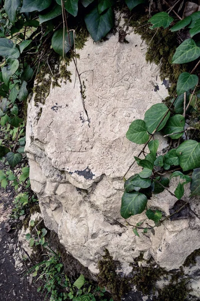 Dağlardaki patikanın yakınındaki yeşil yaprakların arasındaki taş kaya parçası. Sochi, Rusya 'daki Yew-boxwood koruluğu. Yaz manzaraları.