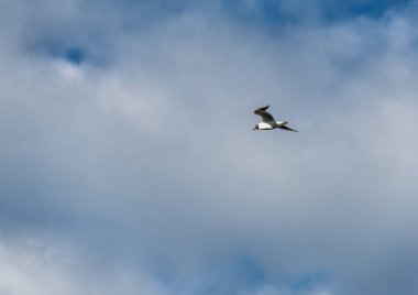 Mavi gökyüzünde beyaz bulutlara karşı uçan yalnız bir martı. Gün ışığı. Doğal ortamlarda vahşi kuşlar.