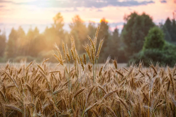 Rågspikelets Landsbygden Med Små Droppar Vatten Förgrunden Vid Soluppgången Solljuset — Stockfoto