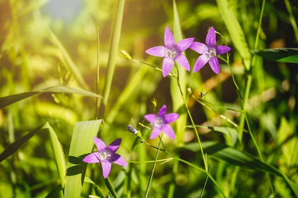 Campanula Patula 'nın mor çiçekleri mi yoksa gün doğumunda kırsal bir alanda yeşil çimlere çan çiçekleri yaymak mı? Sığ odak, bulanık arka plan, dökülen güneş ışığı. Yazın Avrupa 'da yaygın bitkiler.