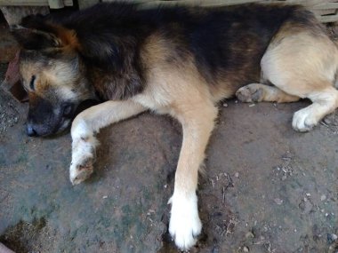 Köpek yerde mışıl mışıl uyuyor..