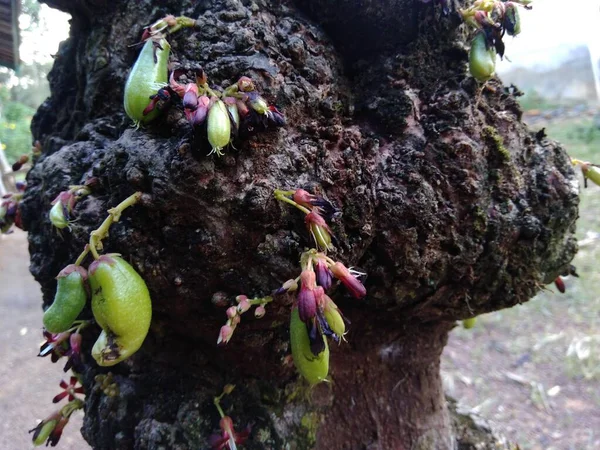Bir yıldız meyvesi gövdesi fotoğrafı.