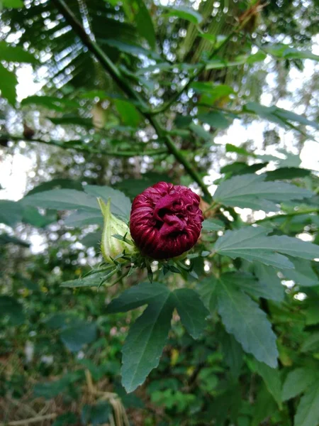 Kırmızı bir Rosella çiçeğinin fotoğrafı