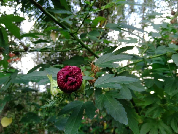 Die Rote Roselle Hat Noch Nicht Geblüht — Stockfoto