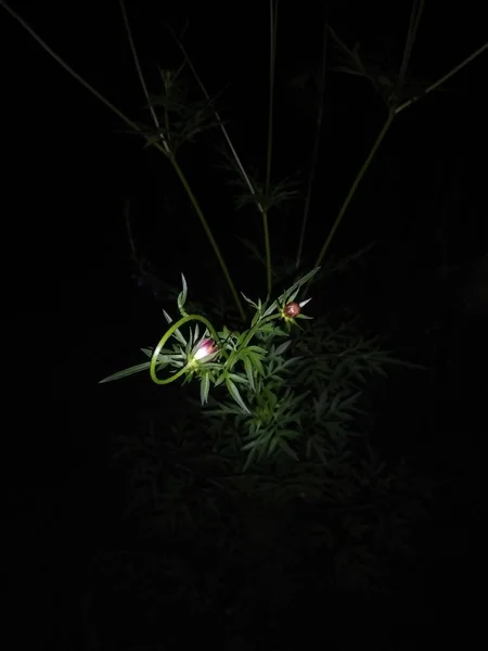 Agitar Árvore Flores Escuro — Fotografia de Stock