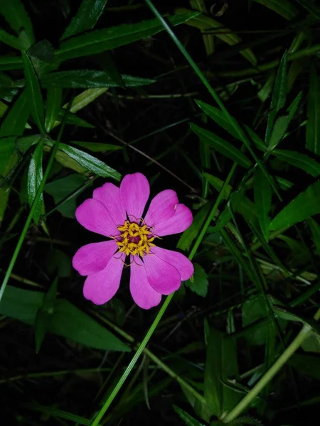 Una Foto Fiore Ping Uno Sfondo Scuro — Foto Stock