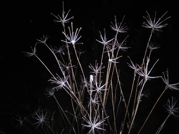 Foto Albero Fiori Appassito — Foto Stock