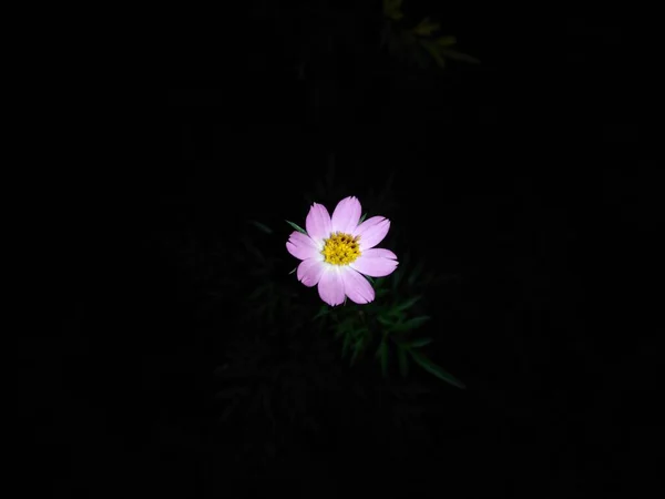 Ping Blume Funkelt Wenn Die Nacht Hereinbricht — Stockfoto